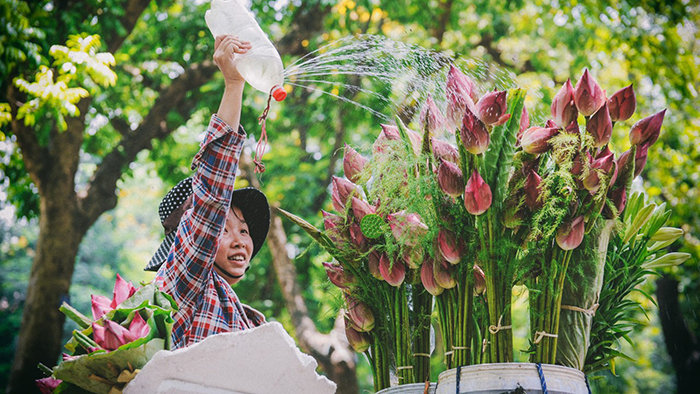 Lotus flowers along the streets in Hanoi (thanhnien.vn)