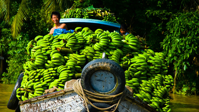 Tourists will have a chance to try the tropical fruits in the Southwest area in June