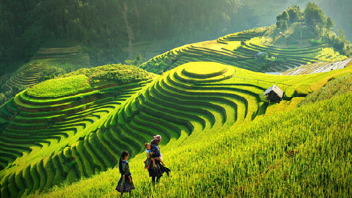 Sapa terraced rice fields
