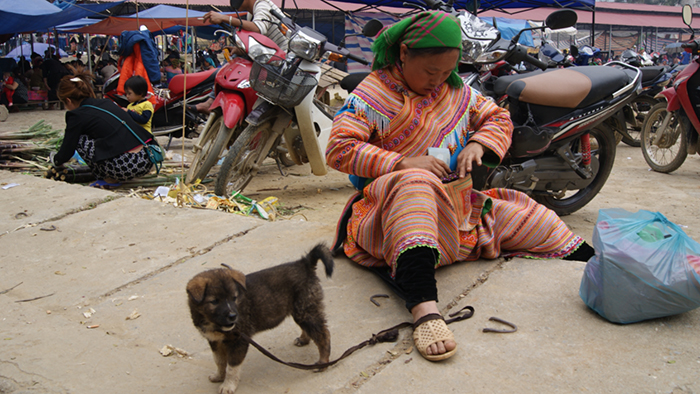 A kind of dog of Bac Ha with thick hair