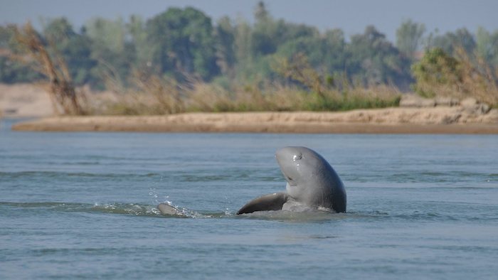 Freshwater dolphins in the Mekong River