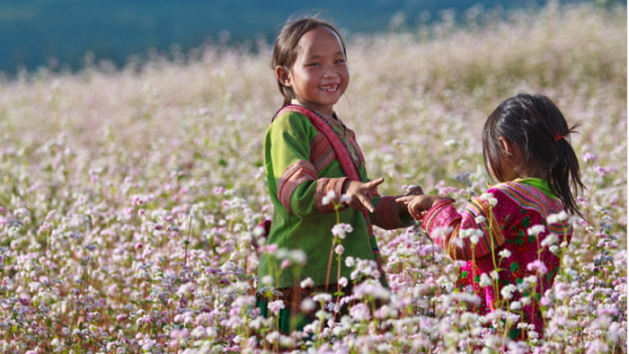 Buckwheat flowers are the “specialty” of Ha Giang