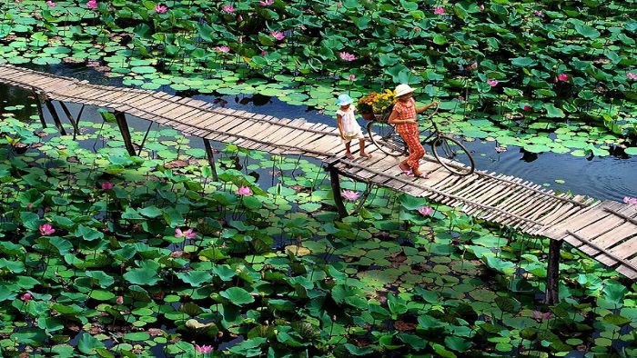 Lotus pond in Thap Muoi