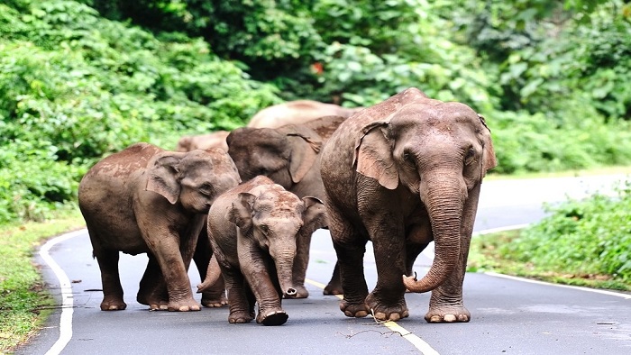 A-Z guides of Khao Yai National Park for first-timers in Thailand