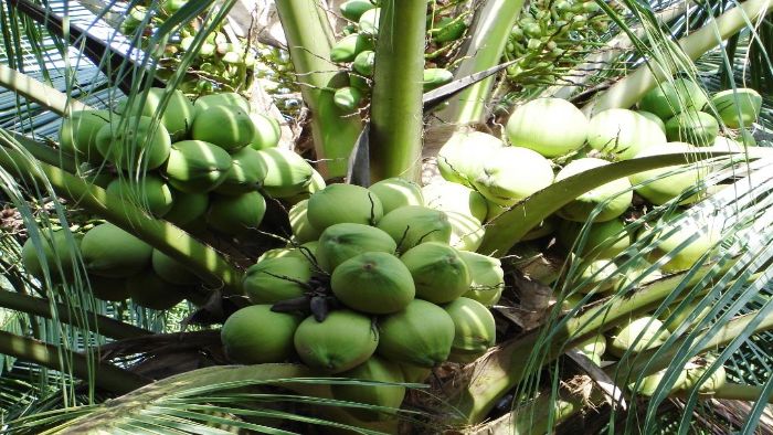 Ben Tre coconut festival