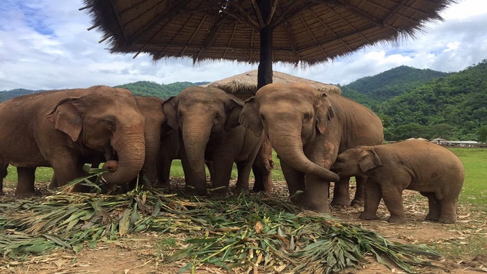 Incredible experiences at Elephant Nature Park in Chiang Mai