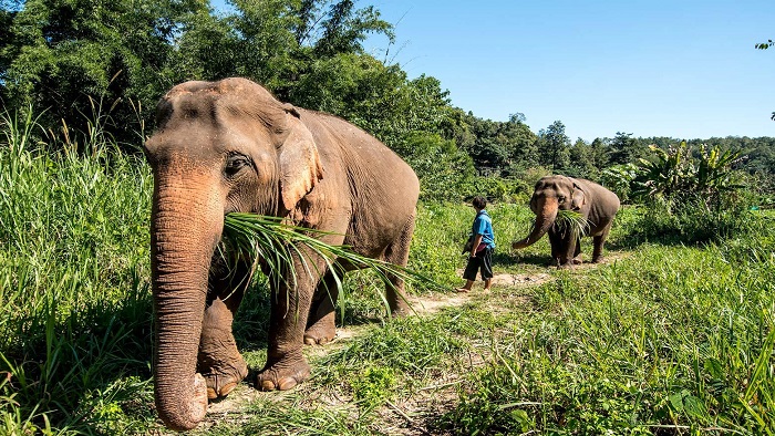 Incredible experiences at Elephant Nature Park in Chiang Mai