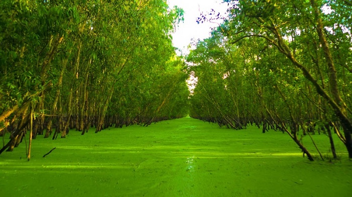 Tra Su melaleuca forest