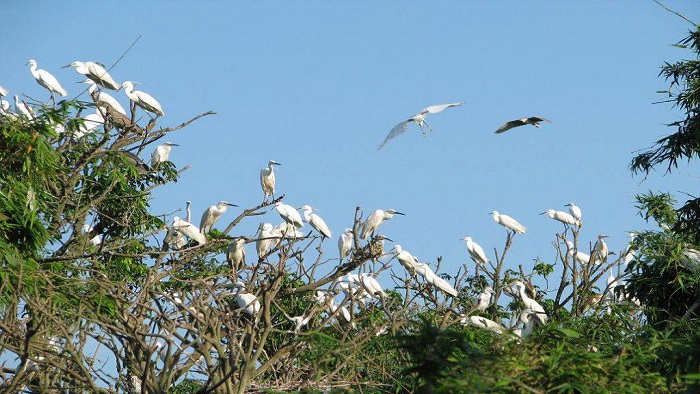 Bang Lang stork garden 