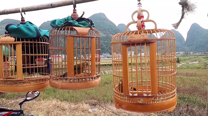 Bird Market in Muong Khuong Village