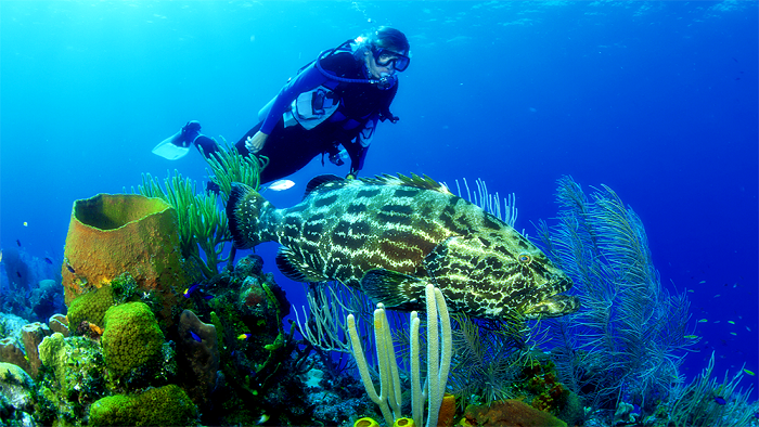 Diving in Halong Bay