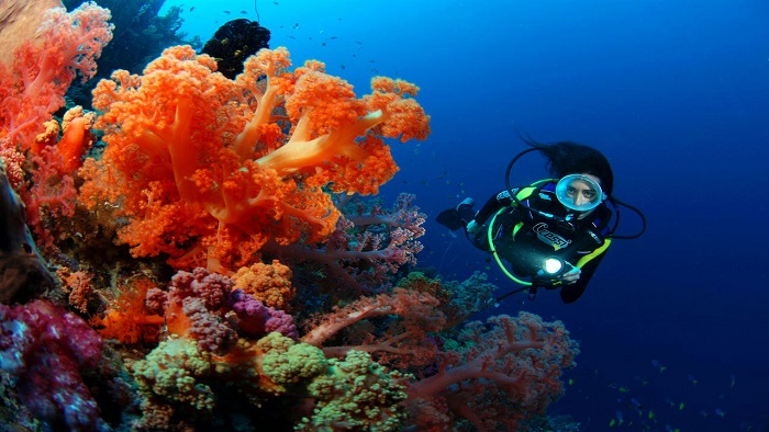 Experiences for Enjoying Amazing Things Do to - Phu Quoc Scuba Diving