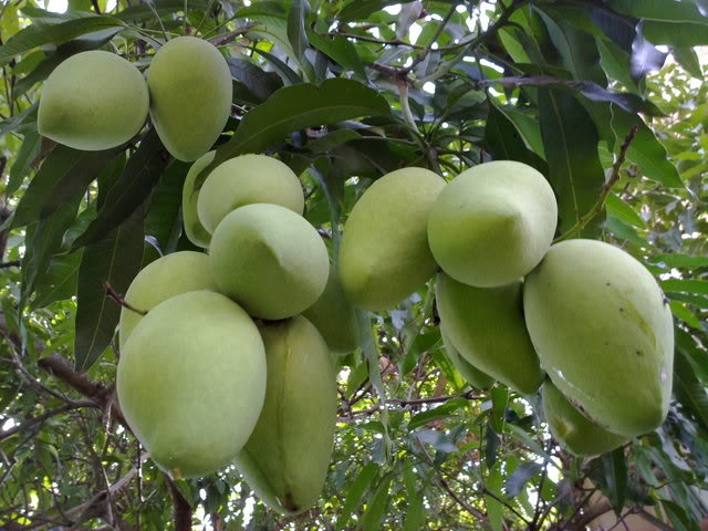 Hoa Loc mango - Cai Be's specialty