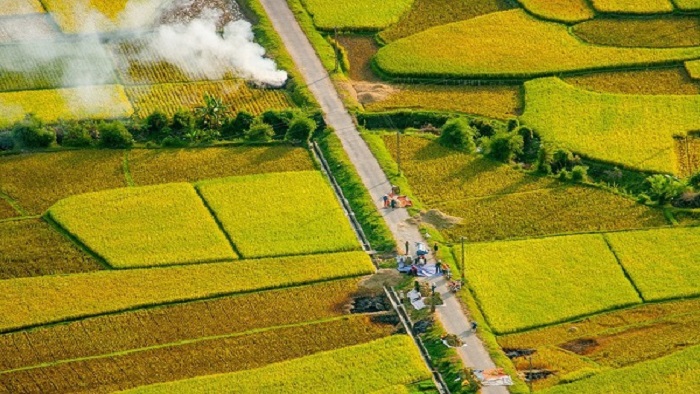 Mai Chau tourism: The golden terraced fields in the ripe rice season