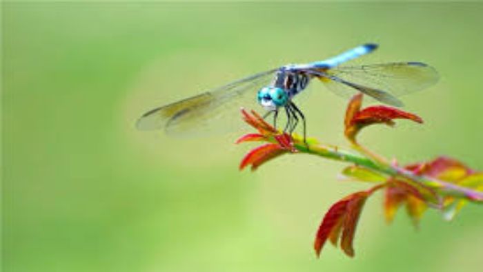 Phu Quoc Dragonflies
