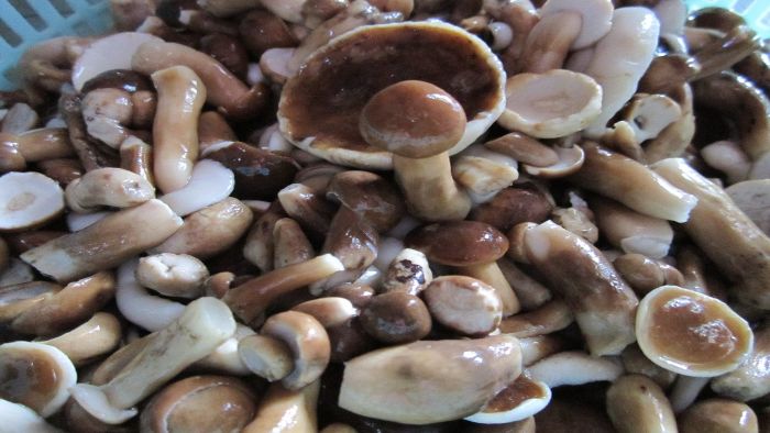 Phu Quoc holidays: Melaleuca mushroom Phu Quoc