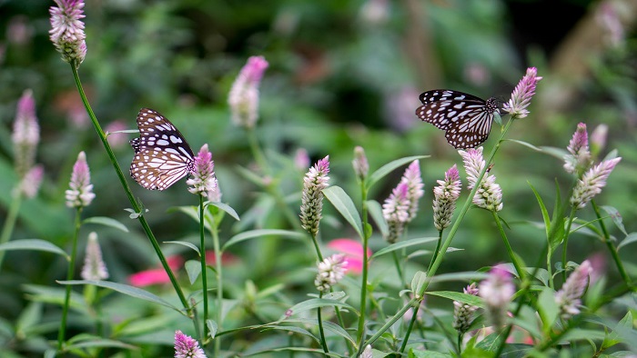 The most ideal destinations of Vietnam for hunting butterfly