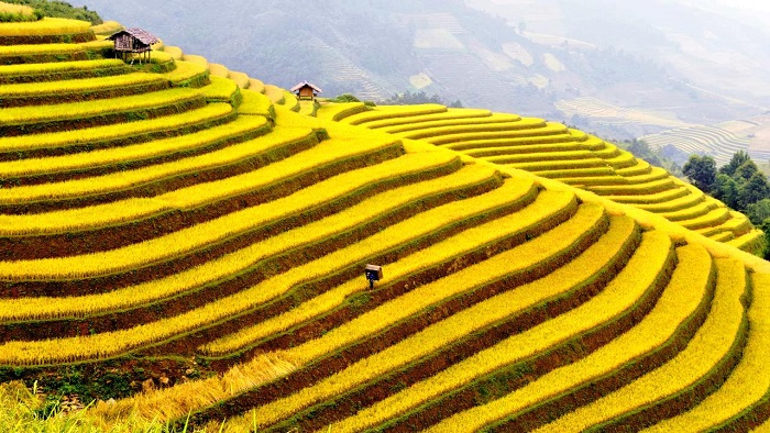 Explore the most beautiful rice terrace